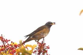 マミチャジナイ